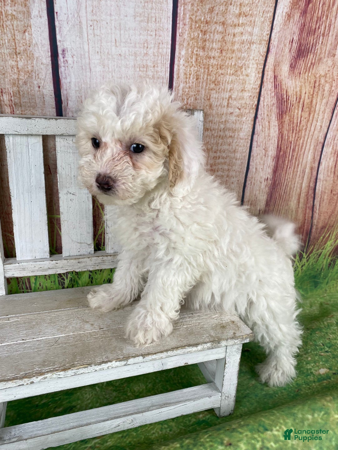 Miniature Poodle dogs for sale: Charlie - Ad 6