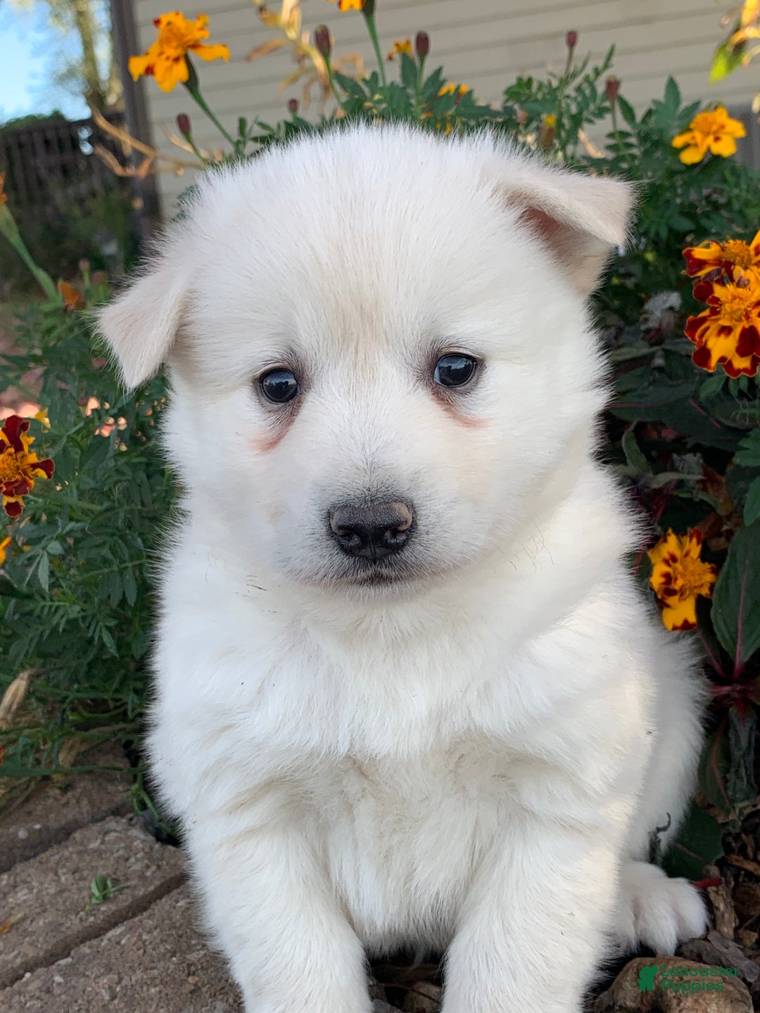 Alaskan Klee Kai dogs for sale: Handsome little Wellington~!!! - Ad 9