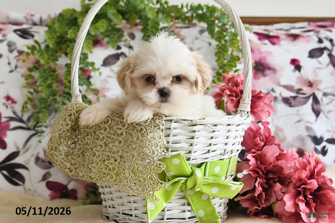 Shih Tzu dogs for sale: Audrey - Ad 1