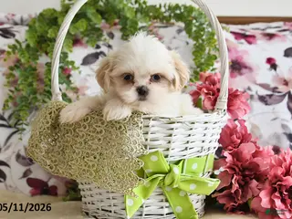 Shih Tzu dogs for sale: Audrey - Ad 1