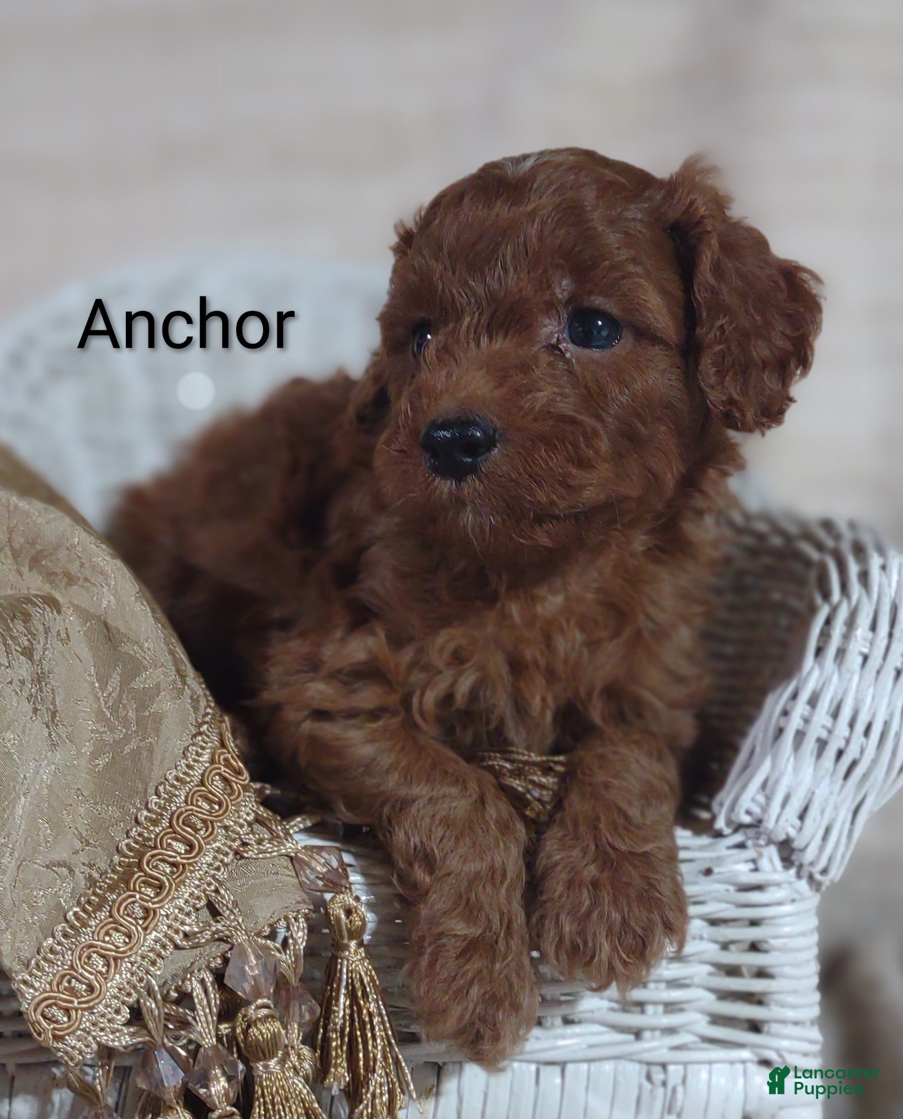 Cavapoo dogs Cavapoo F1b 2 Anchor  - Ad 2