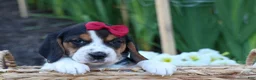 Beagle dogs for sale:  Cody 🐾🐶 - Ad 6