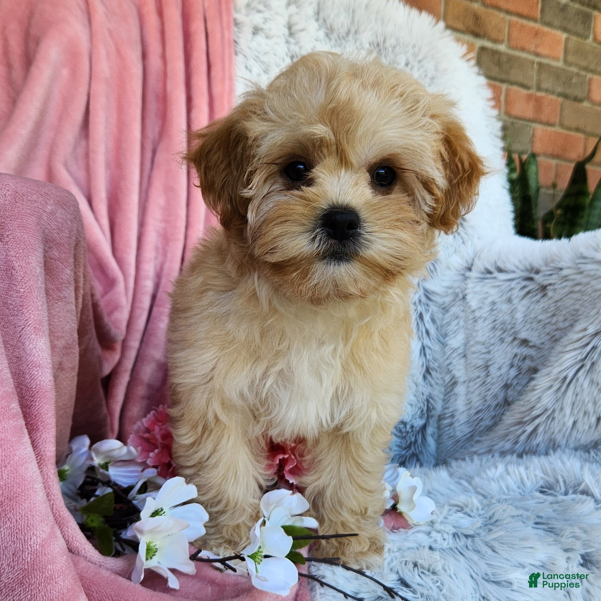 Shihpoo Puppies for sale in Millersburg, Indiana Lancaster Puppies