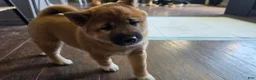 Shiba Inu dogs for sale: Shiba Inu Puppy 1 - Ad 6
