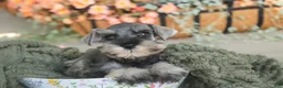 Miniature Schnauzer dogs for sale: Qeleigh Miniature Schnauzer  - Ad 3