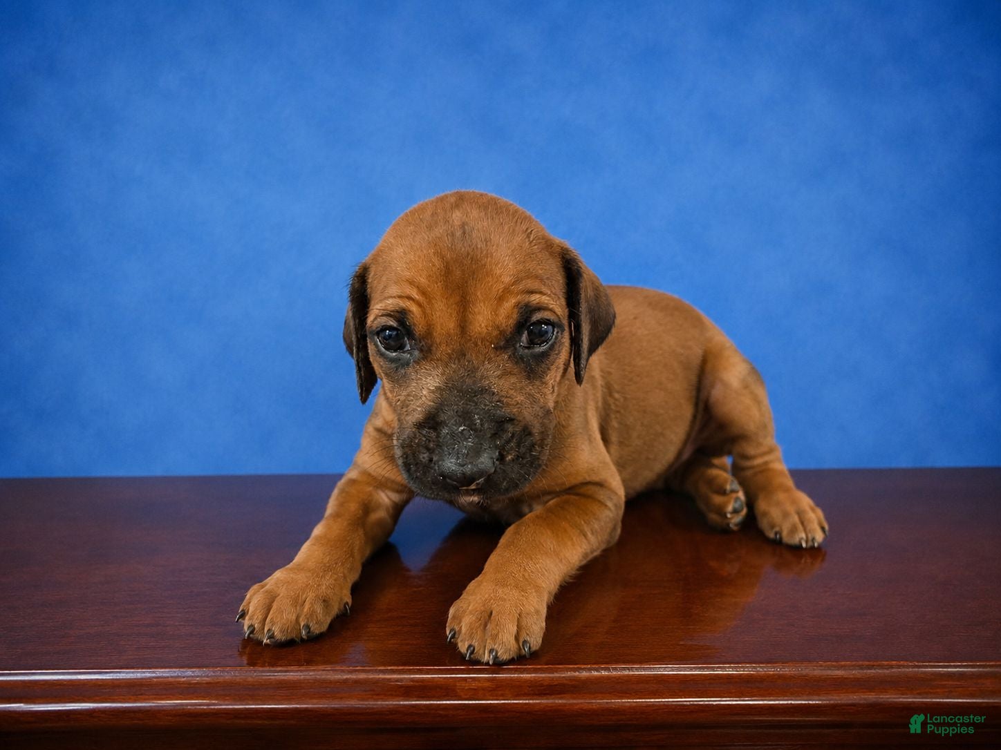 Rhodesian Ridgeback dogs Rhodesian Ridgeback Puppy 1 - Ad 9