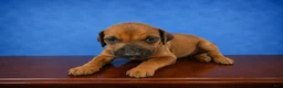 Rhodesian Ridgeback dogs for sale: Rhodesian Ridgeback Puppy 1 - Ad 1