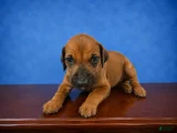 Rhodesian Ridgeback Puppy 1