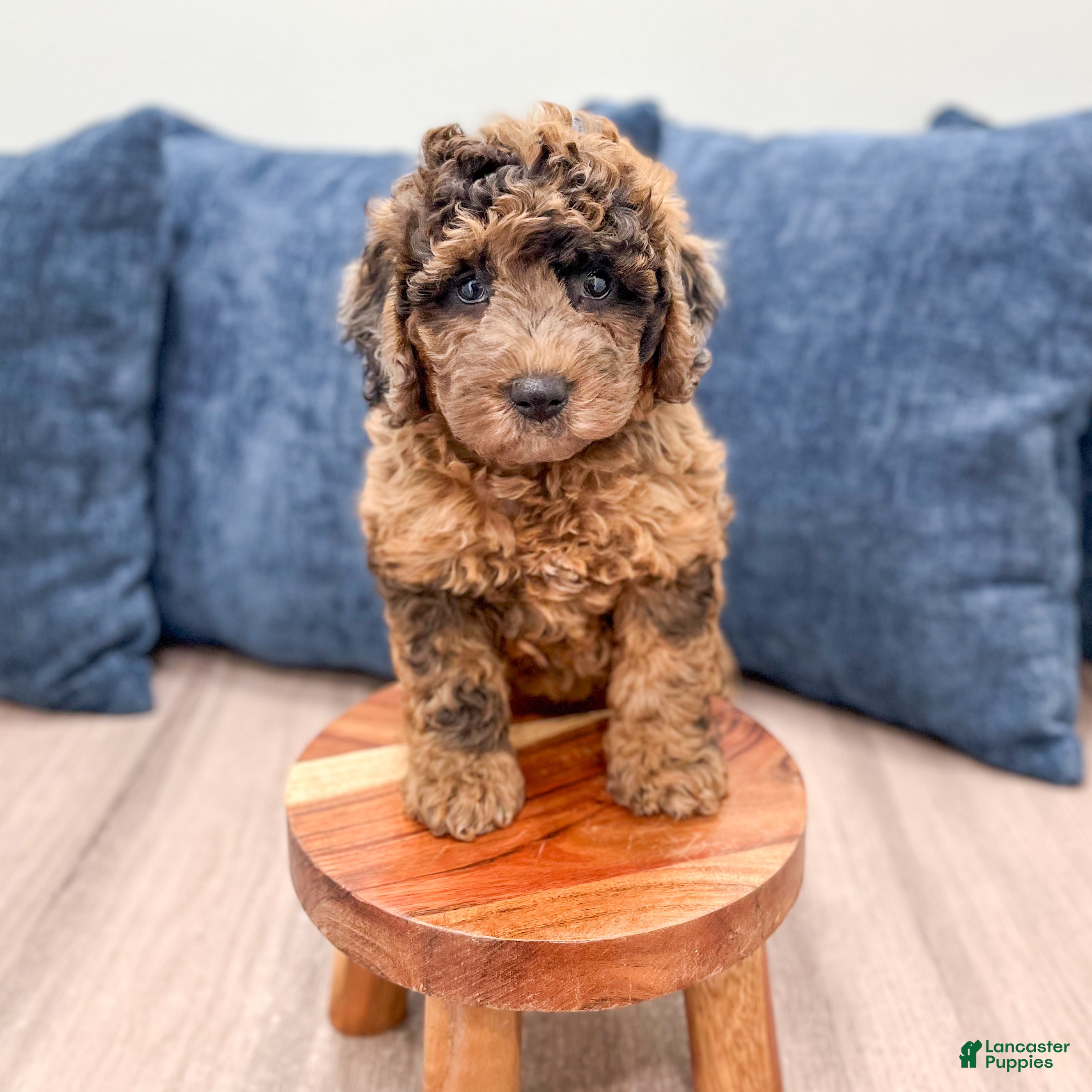 Mixed Breed dogs Nikki - Ad 2