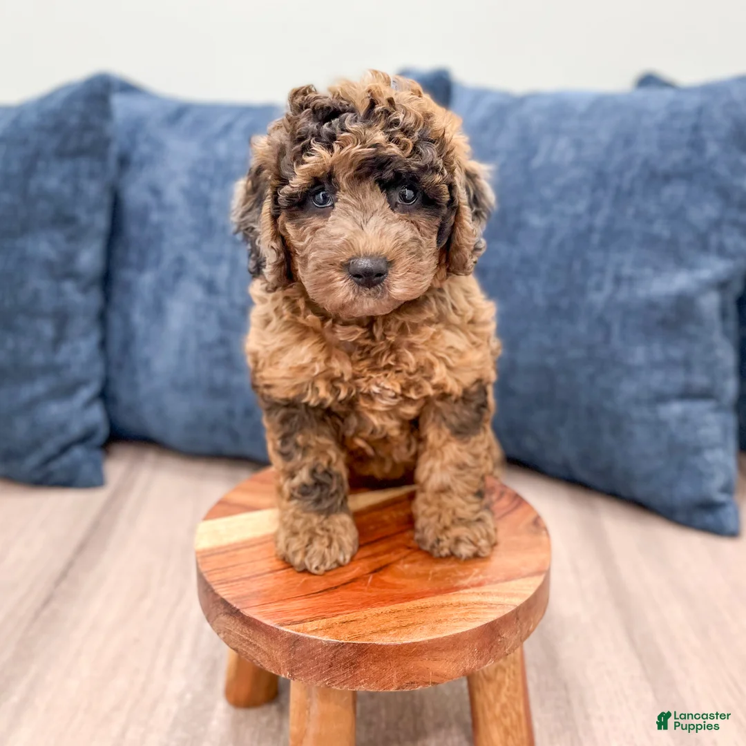 Mixed Breed dogs for sale: Nikki - Ad 2