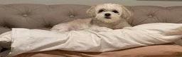 Shih Tzu dogs for sale: Shih Tzu 1 - Ad 6