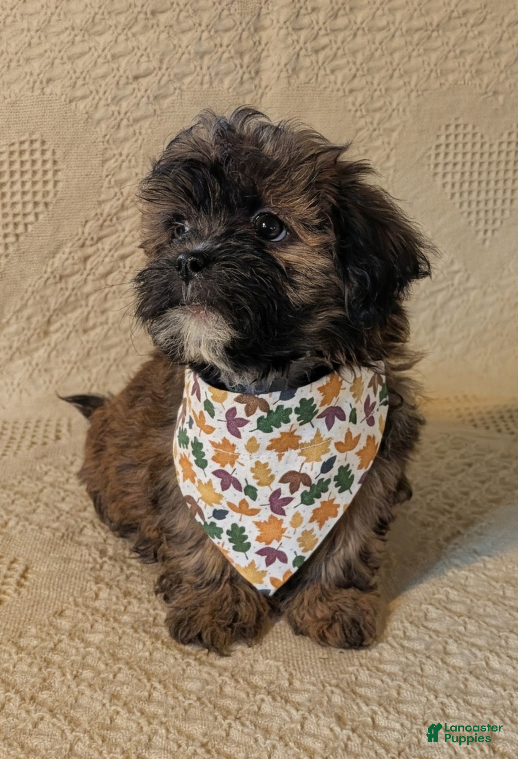 Mixed Breed dogs for sale: Xander - Ad 2