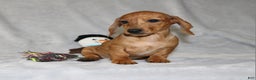 Miniature Dachshund dogs for sale: Cooper - Ad 7