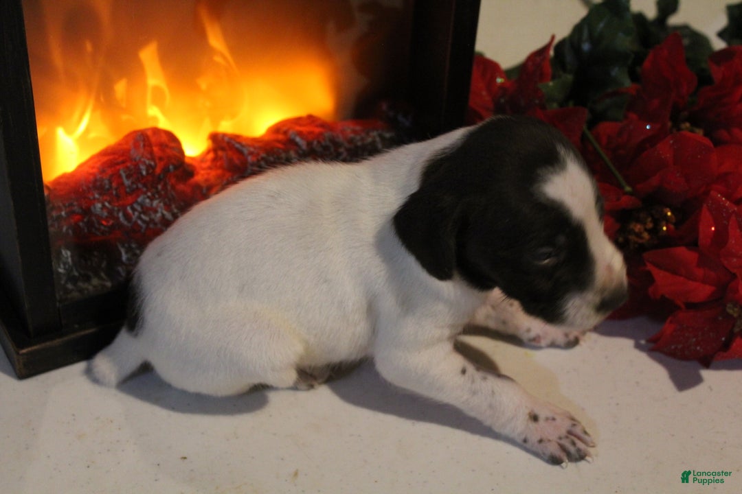 German Shorthaired Pointer dogs for sale: Dancer - Ad 3