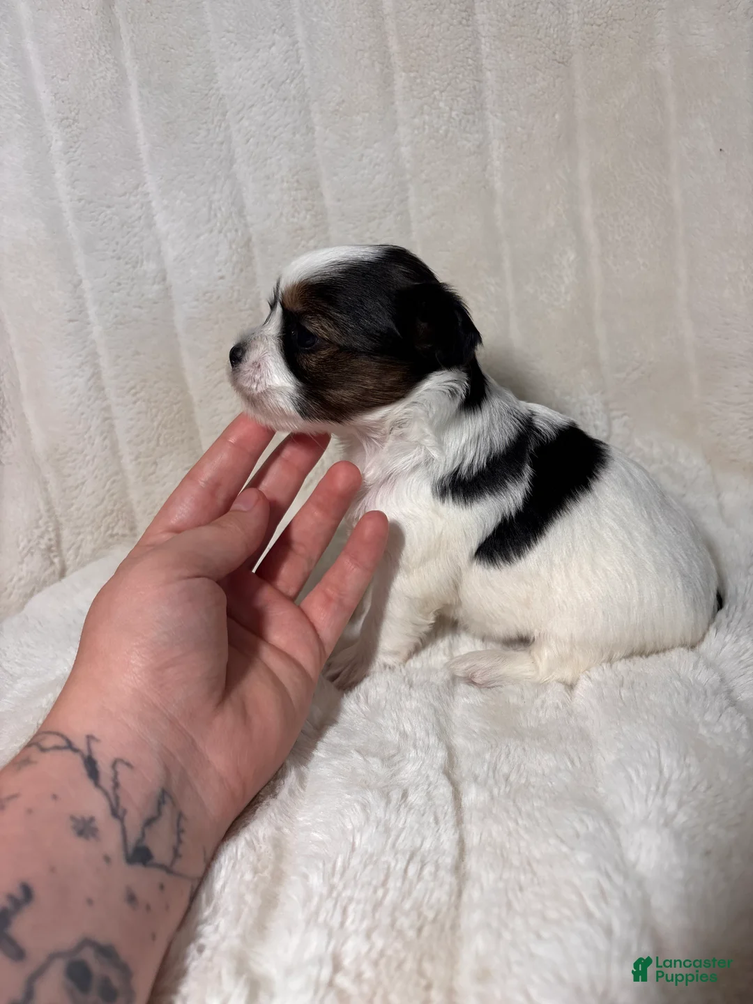Yorkshire Terrier dogs for sale: Yorkshire Terrier 2 - Ad 2