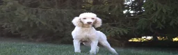 Sheepadoodle dogs for sale: Mason - Ad 9
