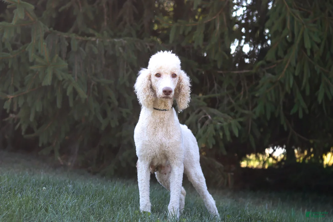 Sheepadoodle dogs for sale: Mason - Ad 9