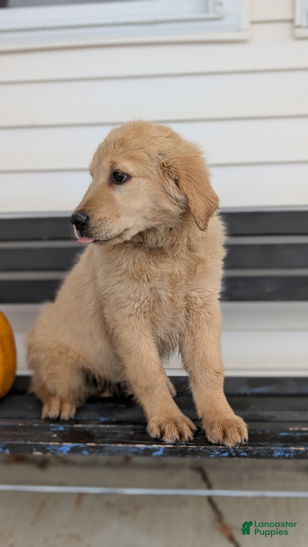 Golden Retriever dogs for sale: Captain  - Ad 5