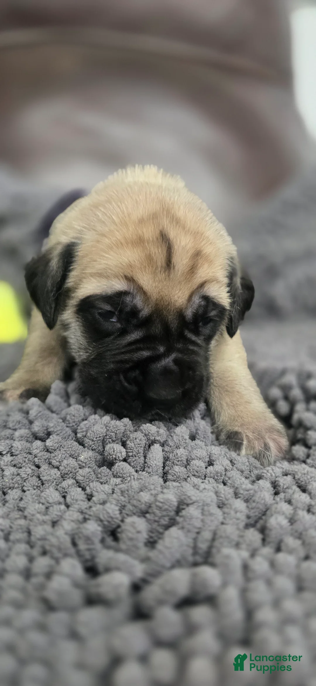 English Mastiff dogs for sale: Minnie - Ad 2