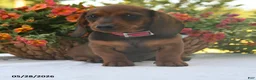 Dachshund dogs for sale: Cody - Ad 3