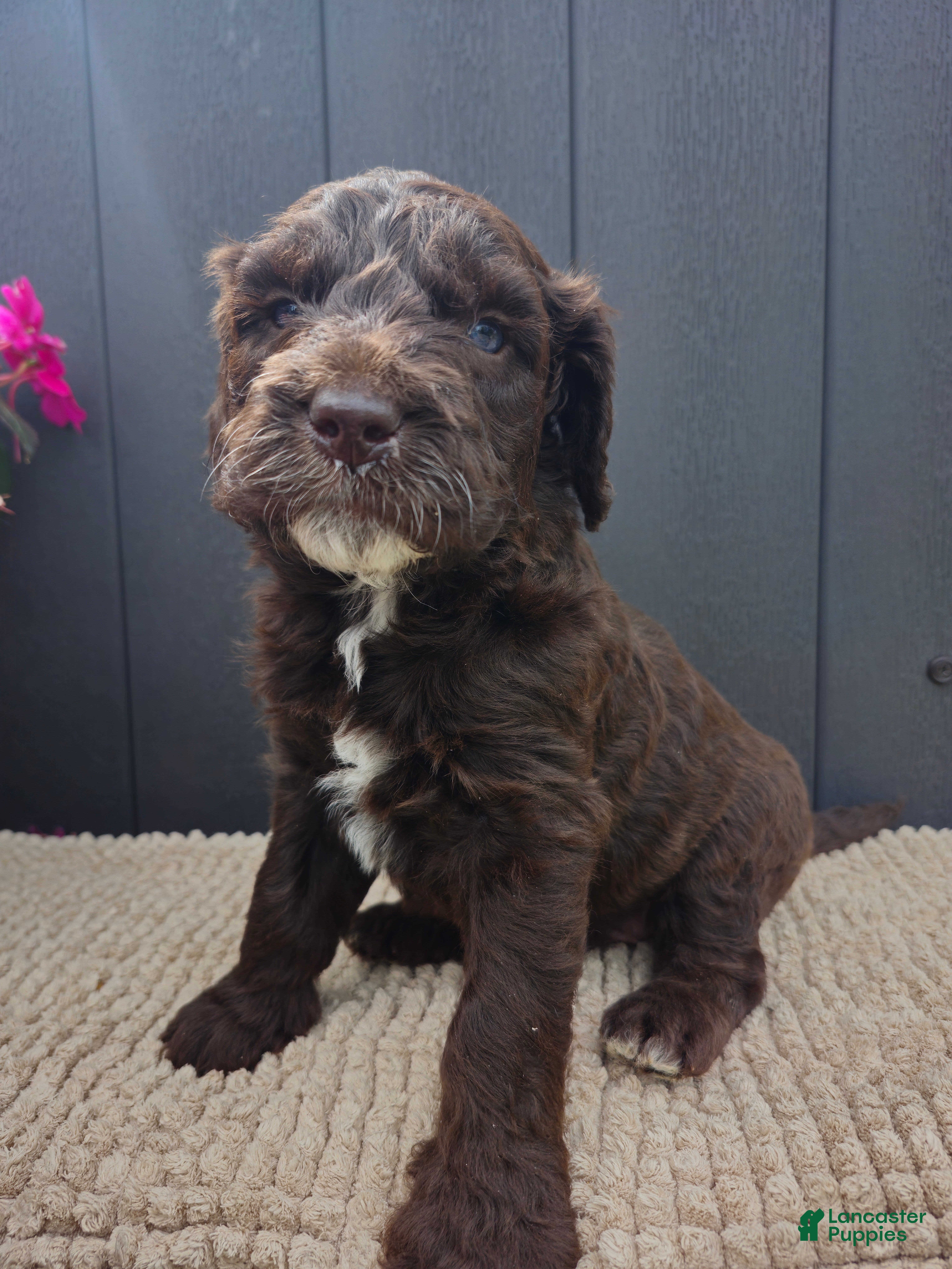 Labradoodle dogs Copper - Ad 32