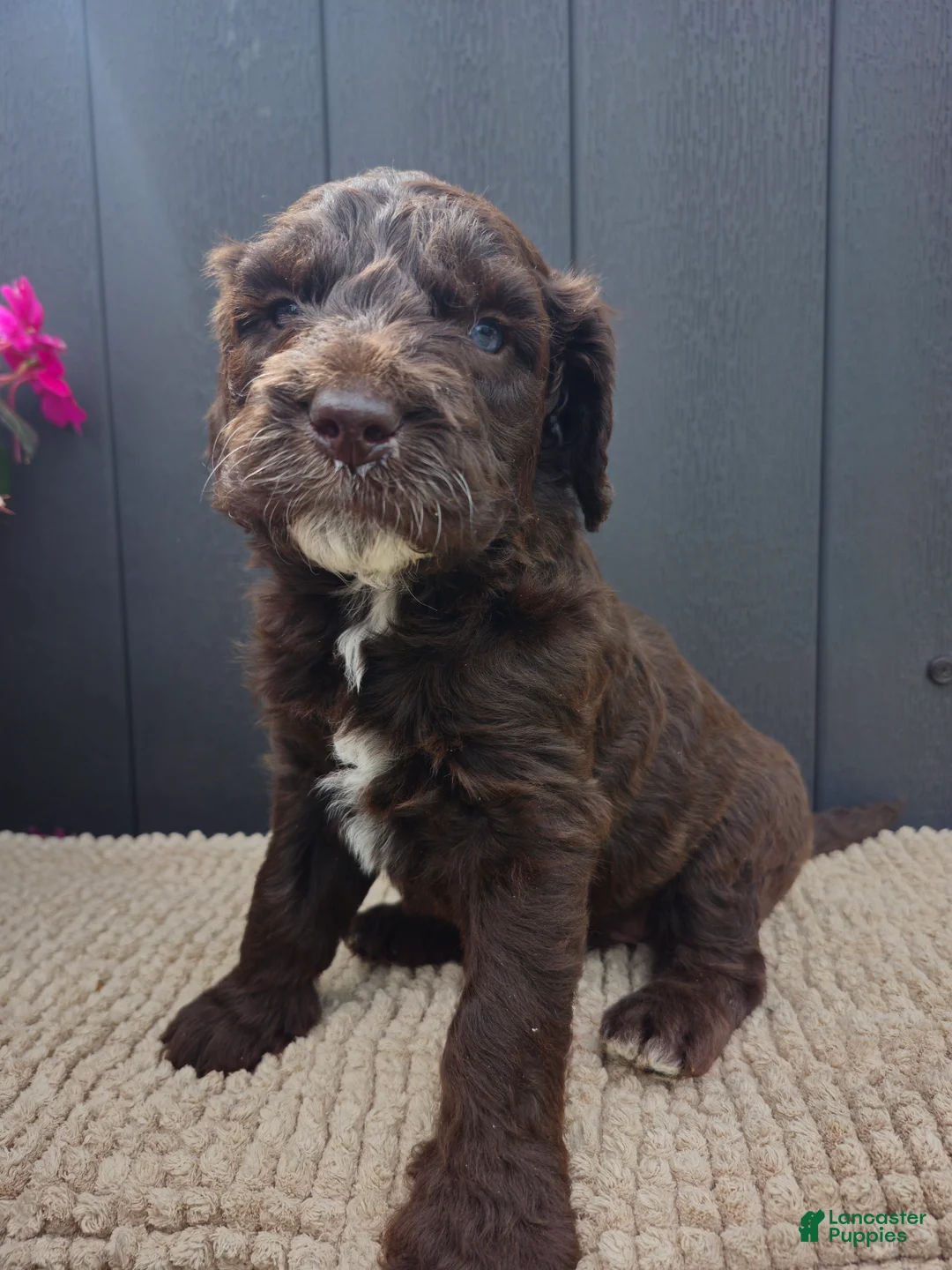 Labradoodle dogs for sale: Copper - Ad 1