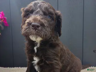 Labradoodle dogs Copper - Ad 36
