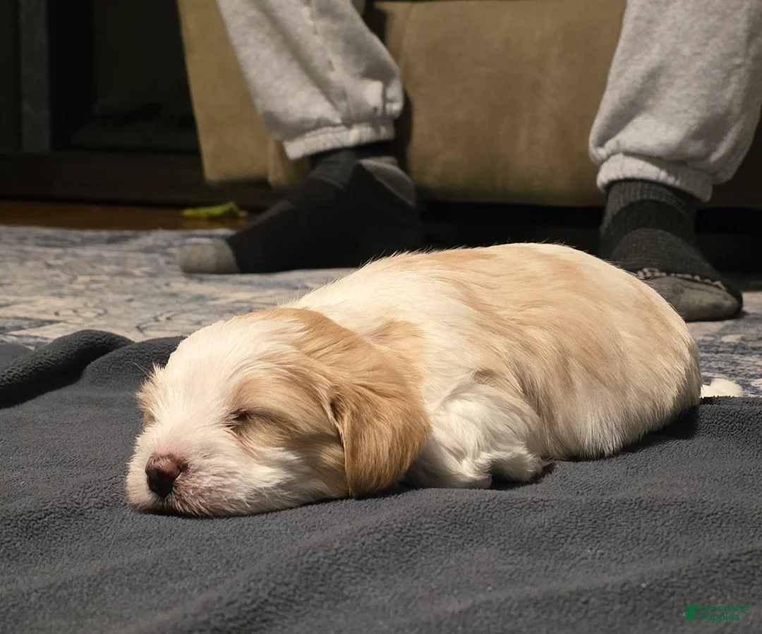 Morkie dogs for sale: Copper - Ad 1