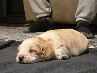 Morkie dogs Copper - Ad 3