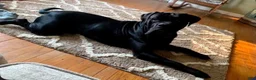 Cane Corso dogs for sale: Cane Corso 1 - Ad 3