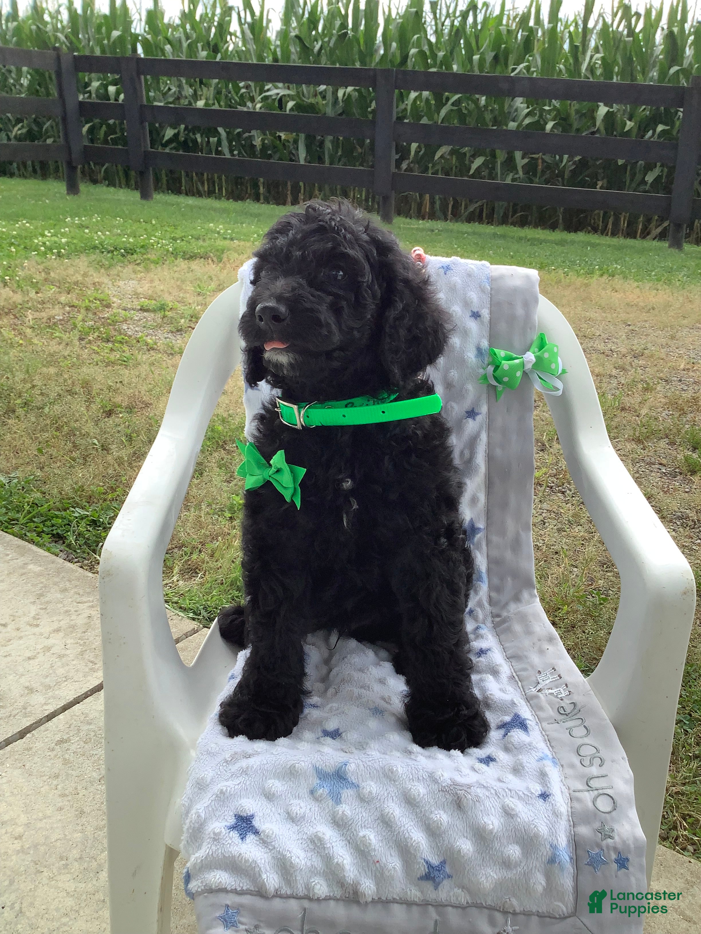 Goldendoodle dogs Macho-F1bb-Goldendoodle 2 - Ad 2