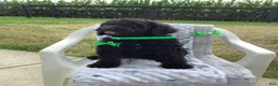 Goldendoodle dogs for sale: Macho-F1bb-Goldendoodle 2 - Ad 2
