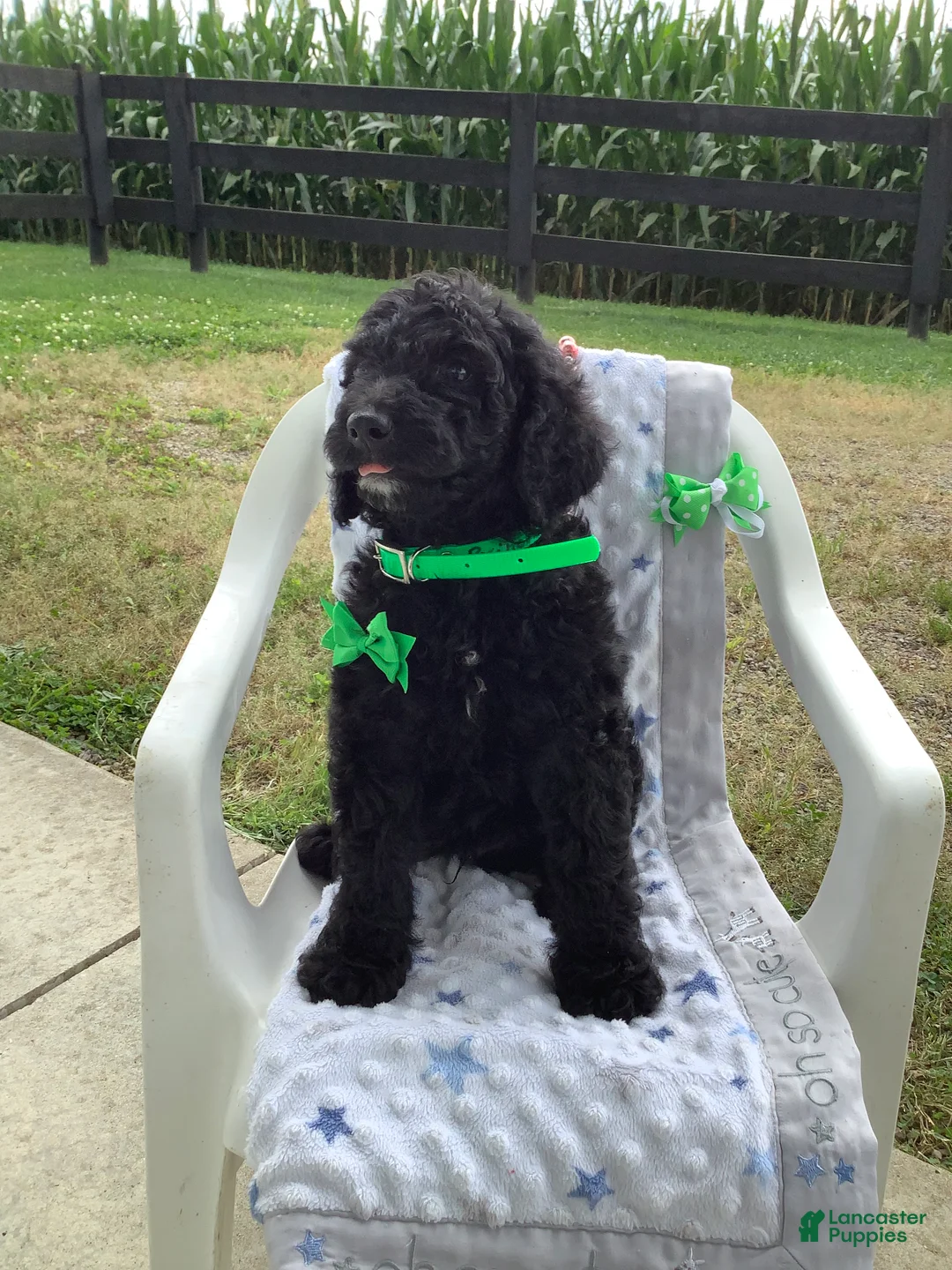 Goldendoodle dogs for sale: Macho-F1bb-Goldendoodle 2 - Ad 2