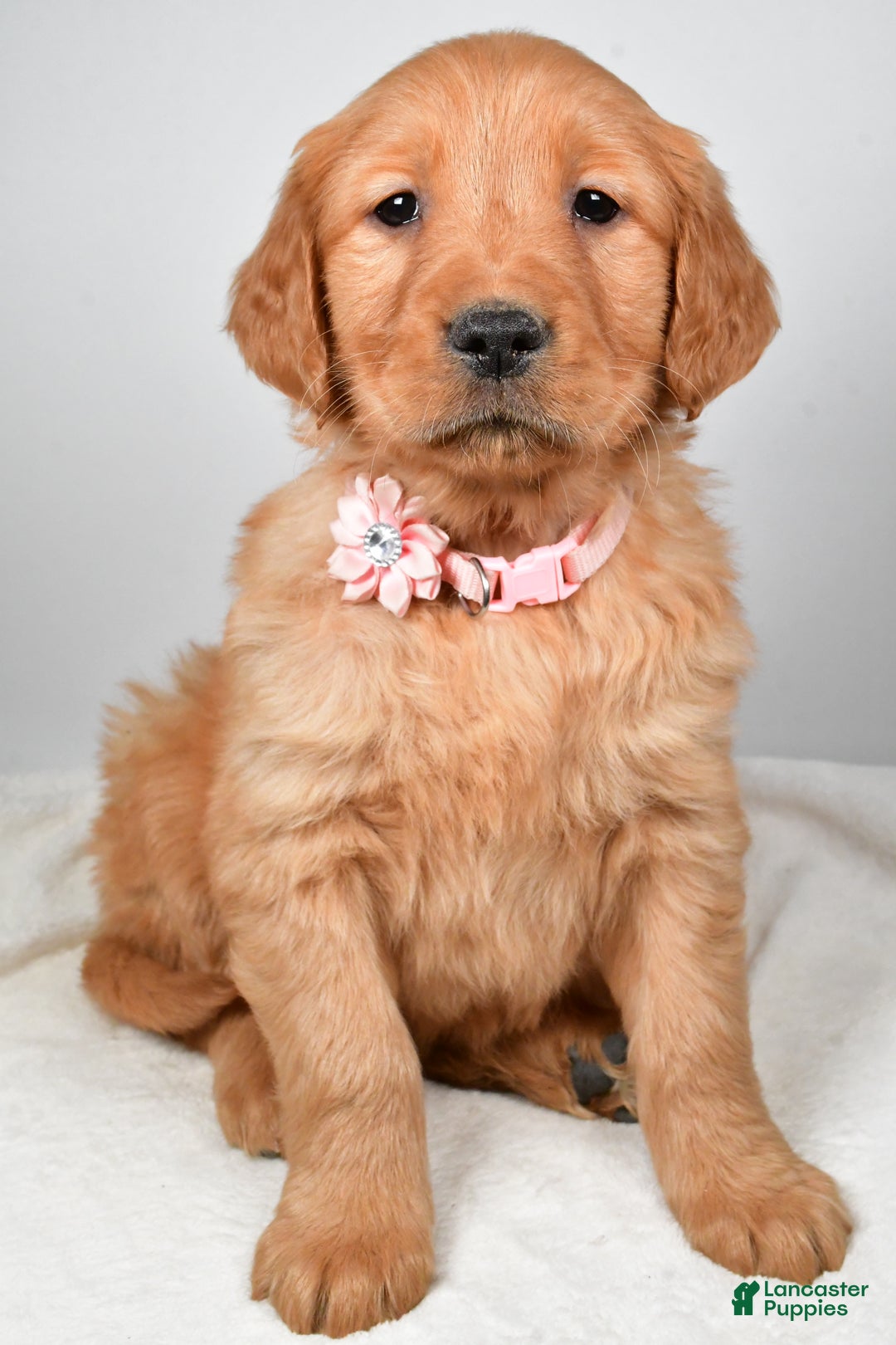 Golden Retriever dogs for sale: Kori - Ad 6