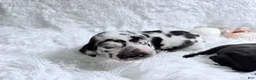 Great Dane dogs for sale: Hera - Ad 11