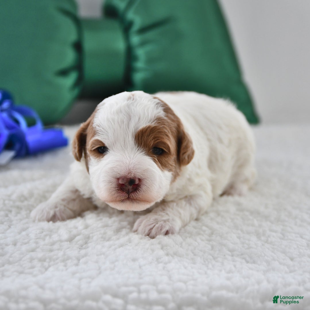 Mini Goldendoodle dogs for sale: Penny - Ad 3