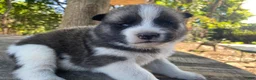 Mixed Breed dogs for sale: June - Ad 3