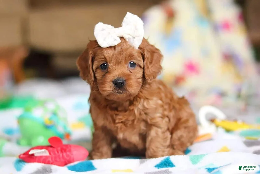 Mixed Breed dogs for sale: Ghost - Ad 4