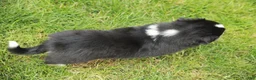 Miniature Australian Shepherd dogs for sale: Fern - Ad 7