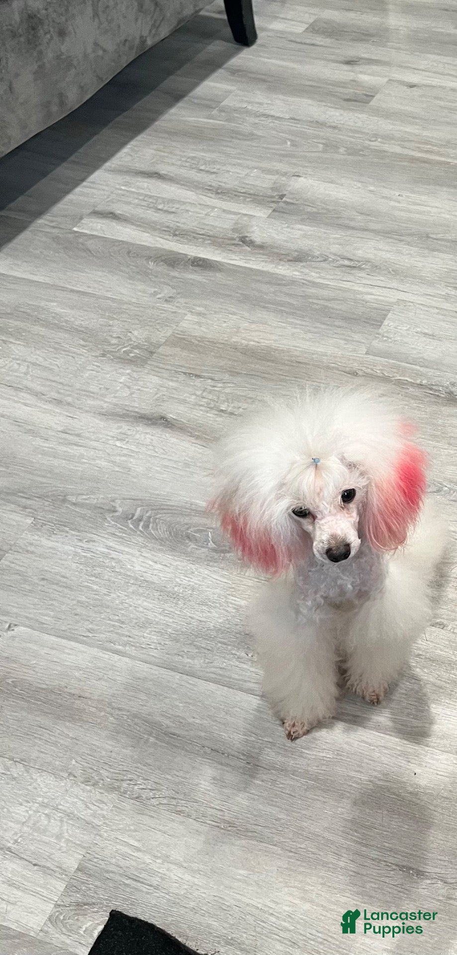 Toy Poodle dogs Adult toy poodle - Ad 15