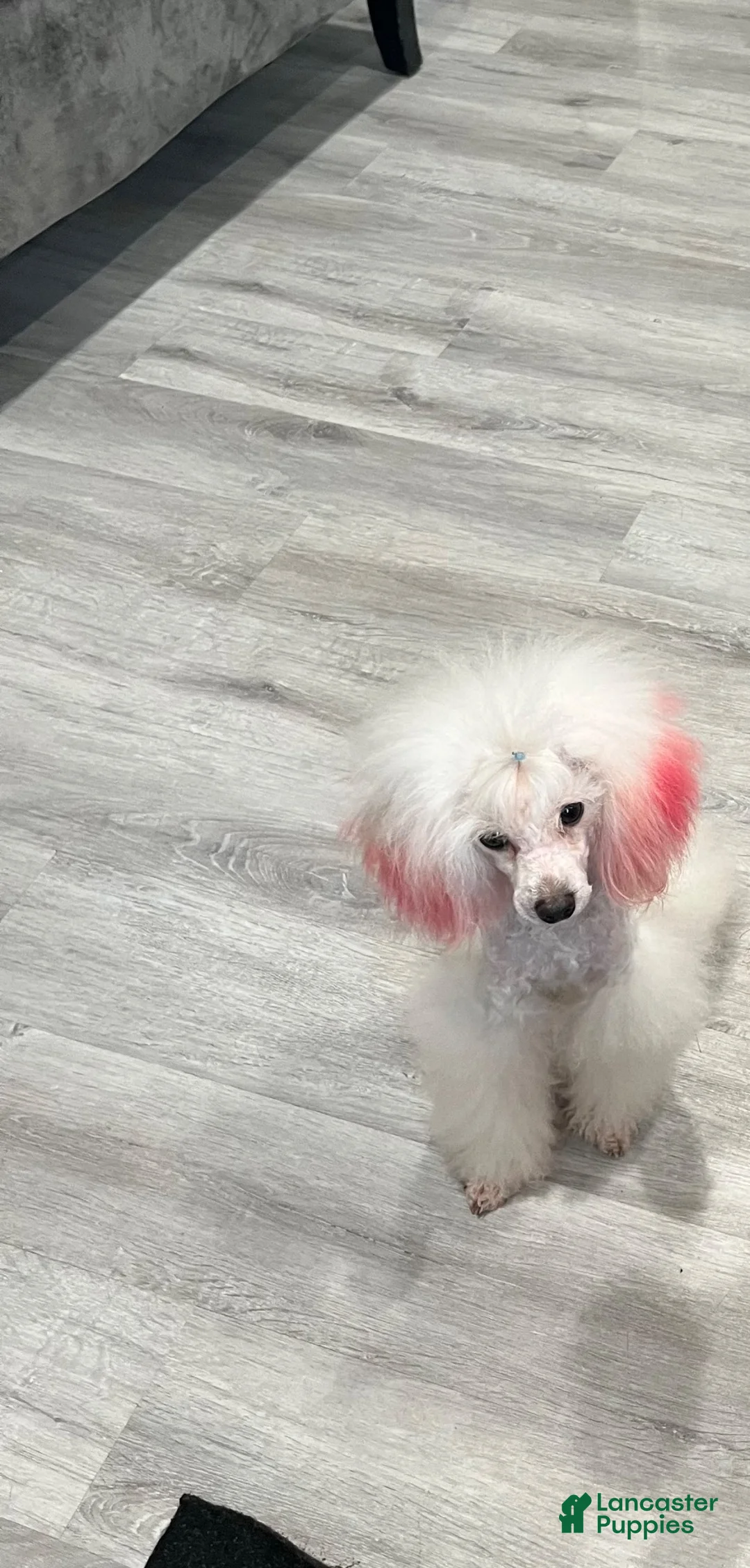 Toy Poodle dogs for sale: Adult toy poodle - Ad 1