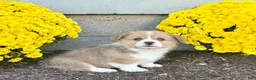 Welsh Corgi Pembroke dogs for sale: Snickers - Ad 3