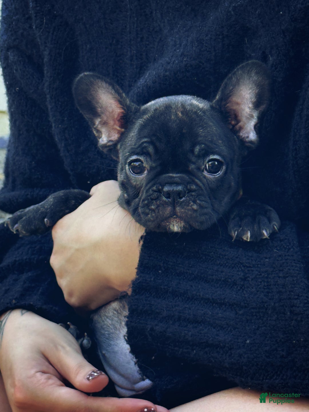 French Bulldog dogs for sale: French Bulldog Puppy 2 - Ad 11