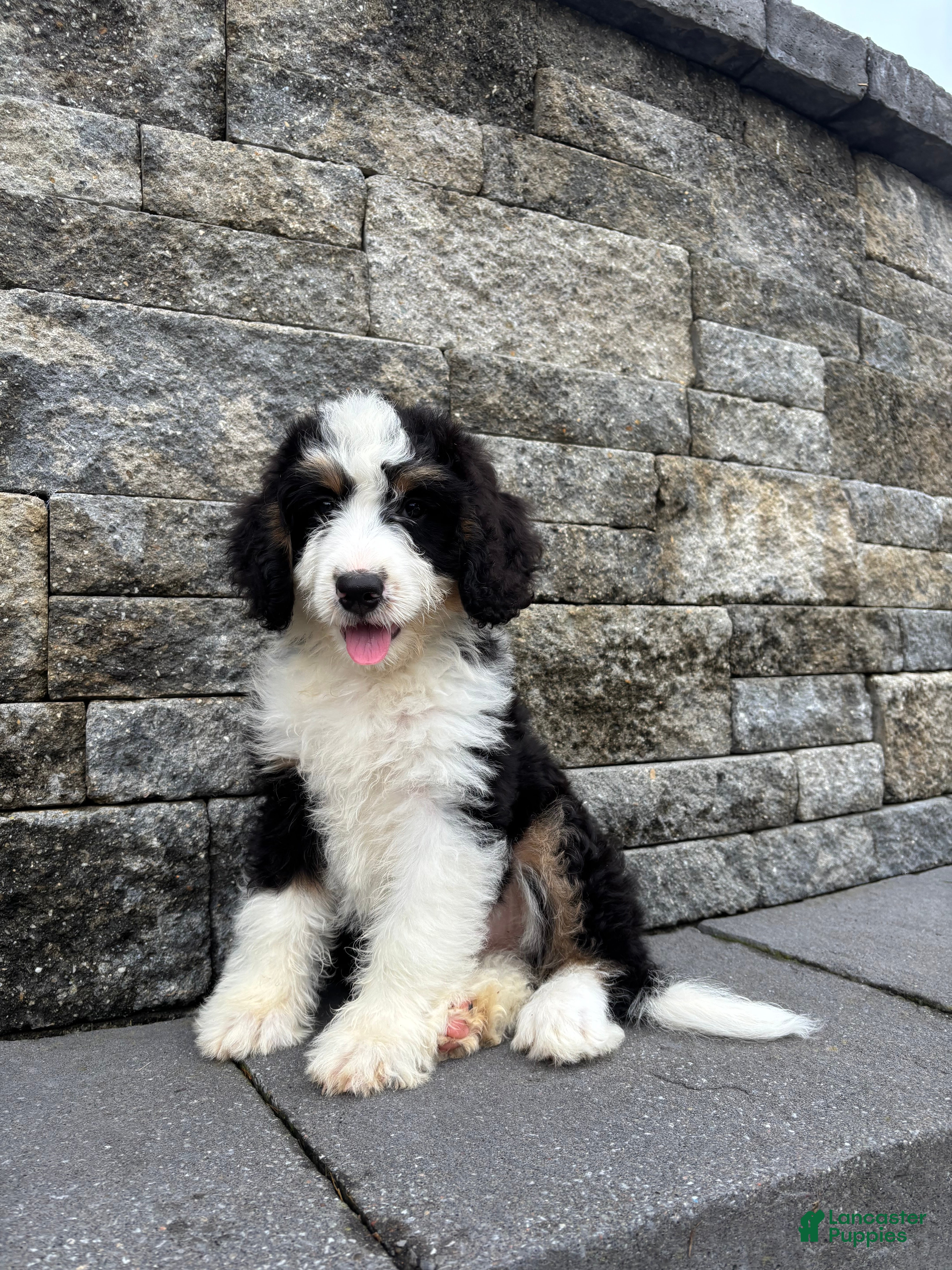 Bernedoodle dogs Sara  - Ad 1
