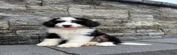 Bernedoodle dogs for sale: Sara  - Ad 1