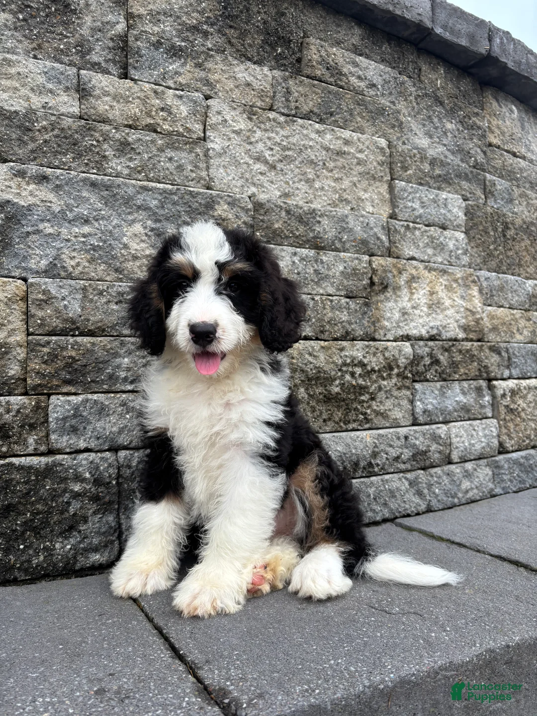 Bernedoodle dogs for sale: Sara  - Ad 1