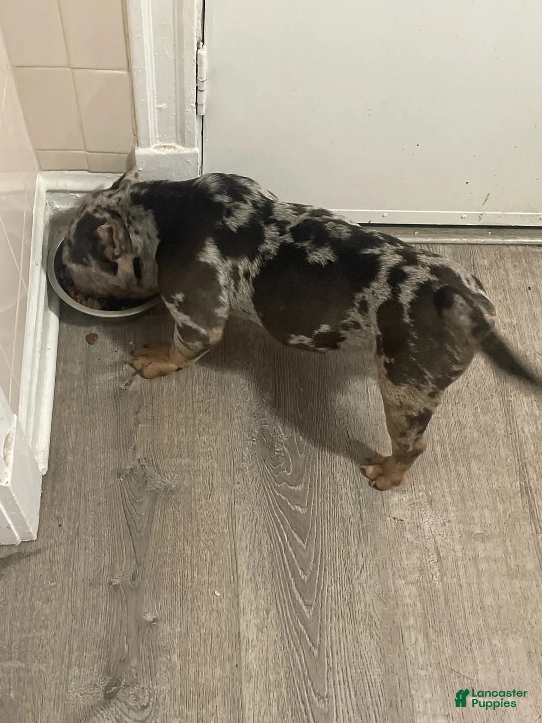 American Pit Bull Terrier dogs for sale: Bio - Ad 3