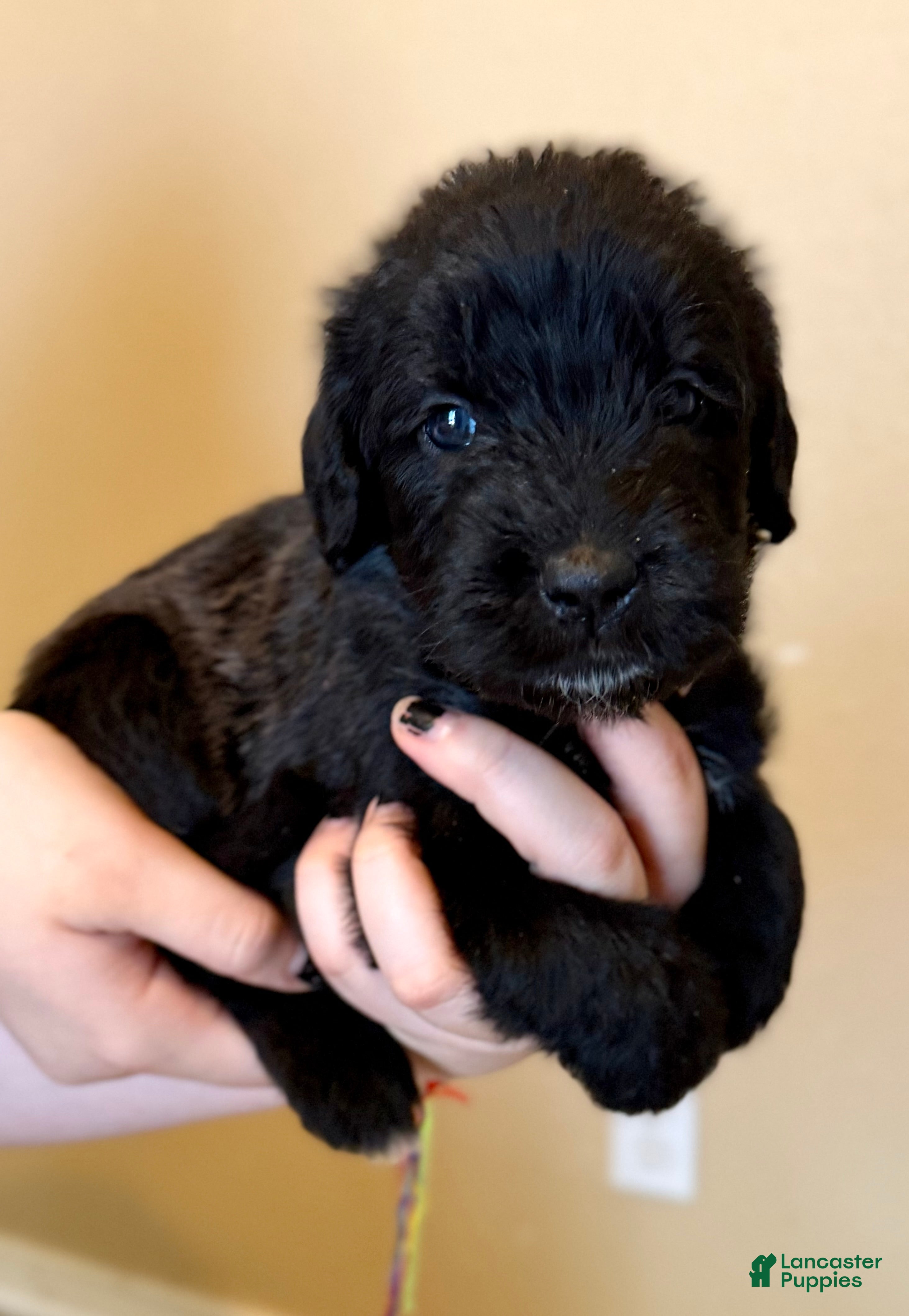 Mixed Breed dogs Noodle - Ad 1