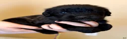 Mixed Breed dogs for sale: Noodle - Ad 1