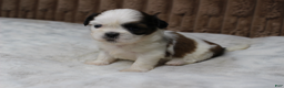 Shih Tzu dogs for sale: Sophie - Ad 4